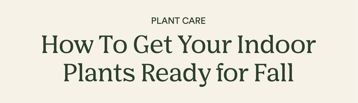 Plant Care: How to get your home ready for fall