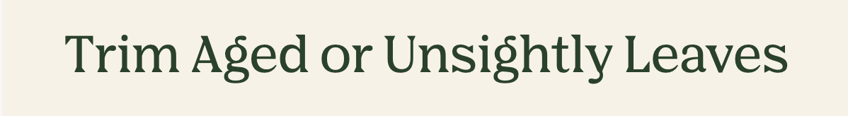Trim Aged or Unsightly Leaves