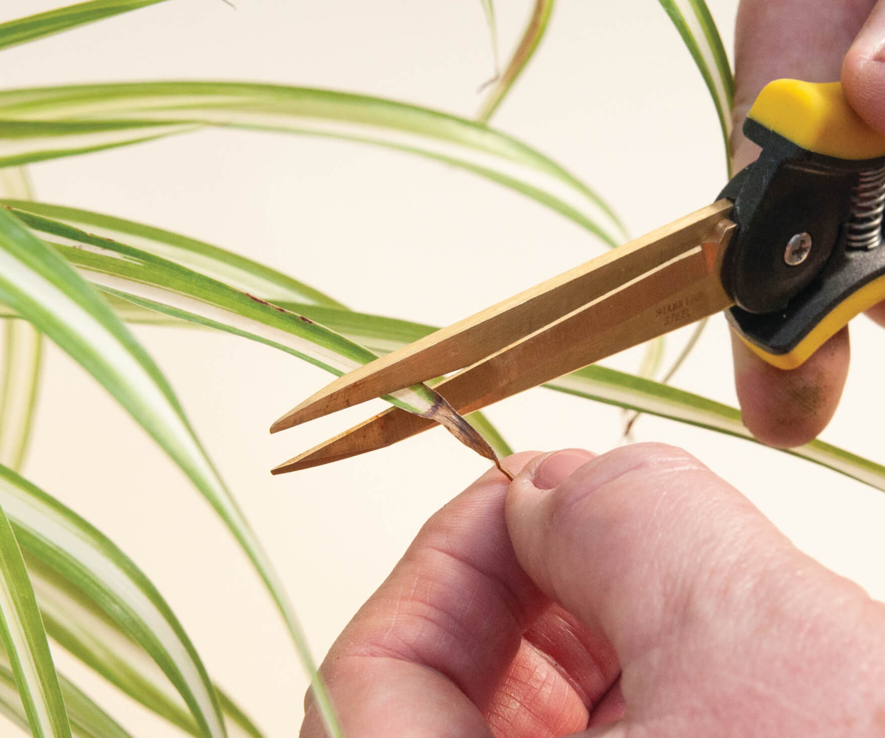 trim your plants