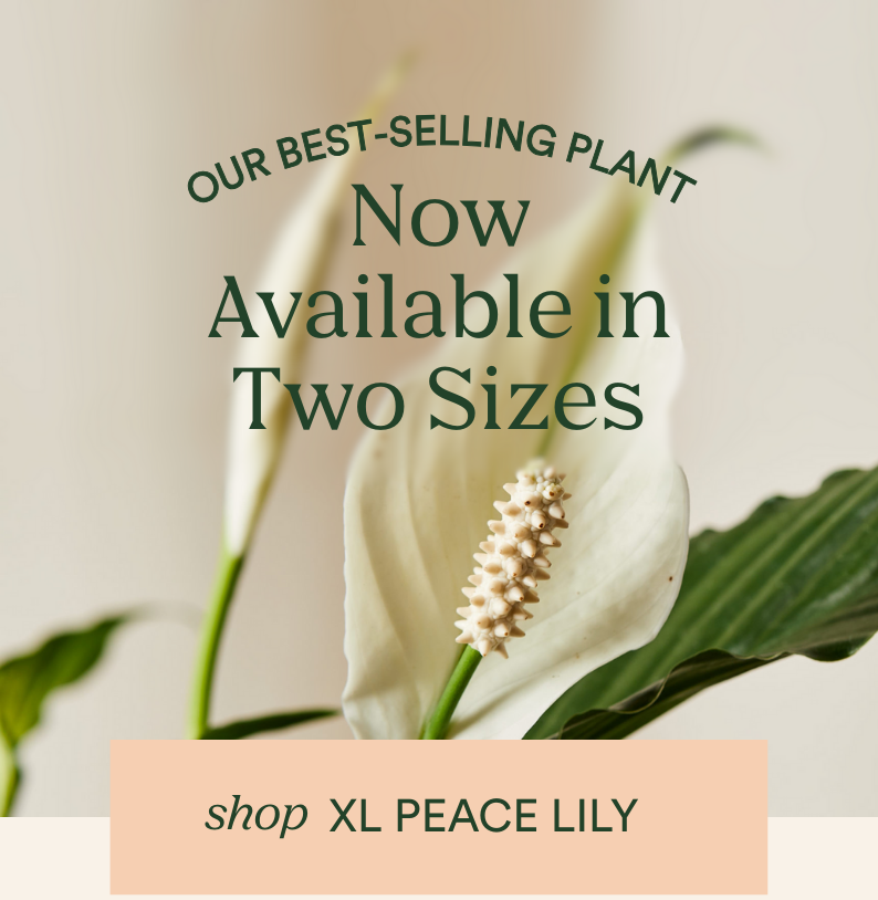 shop xl peace lily