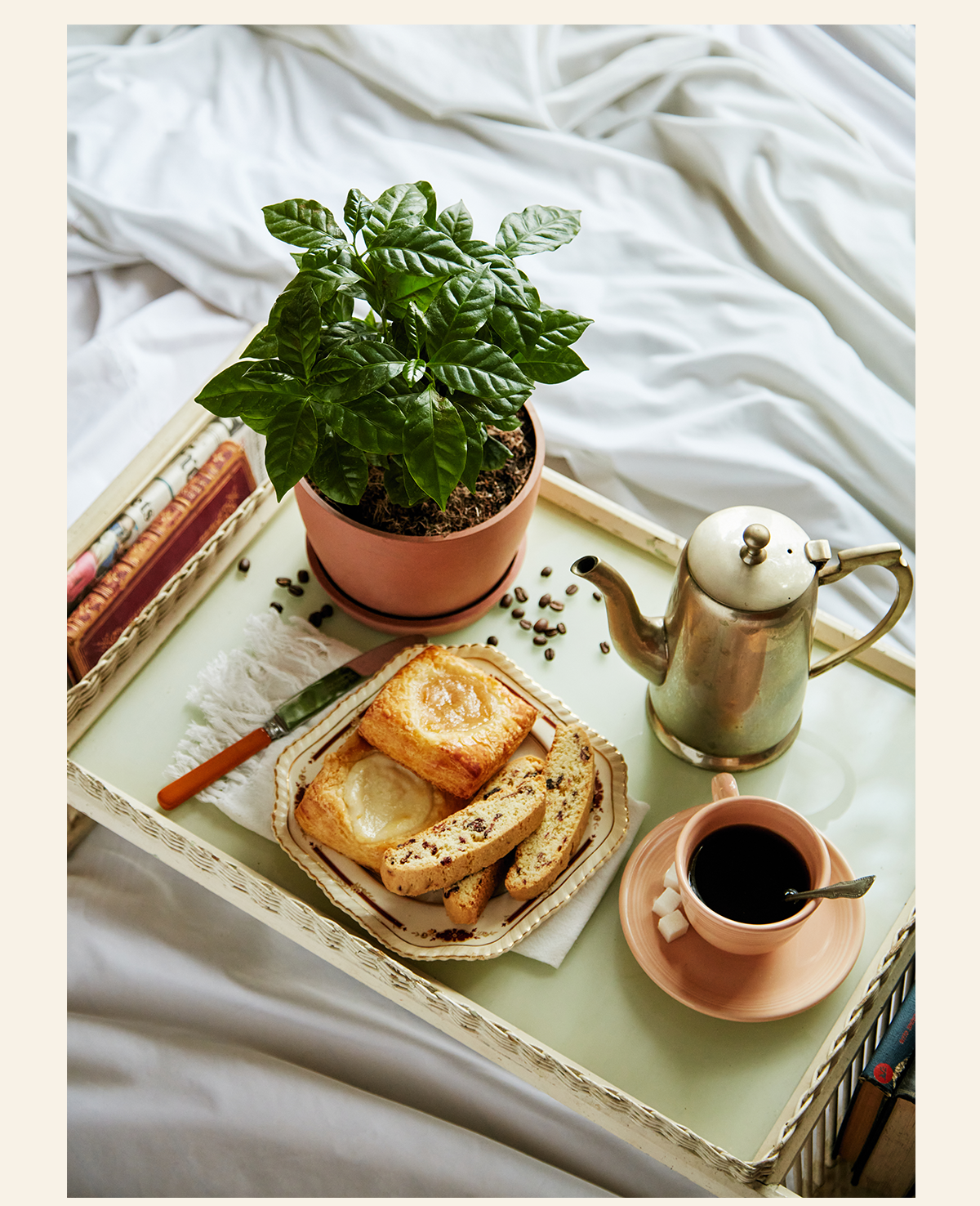 Shop the Coffee Plant