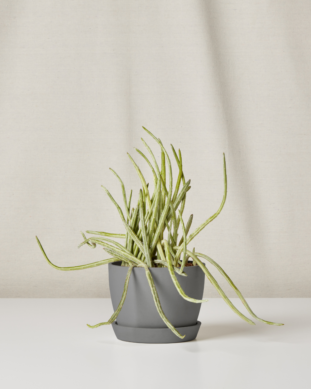 Image of Pickle Plant