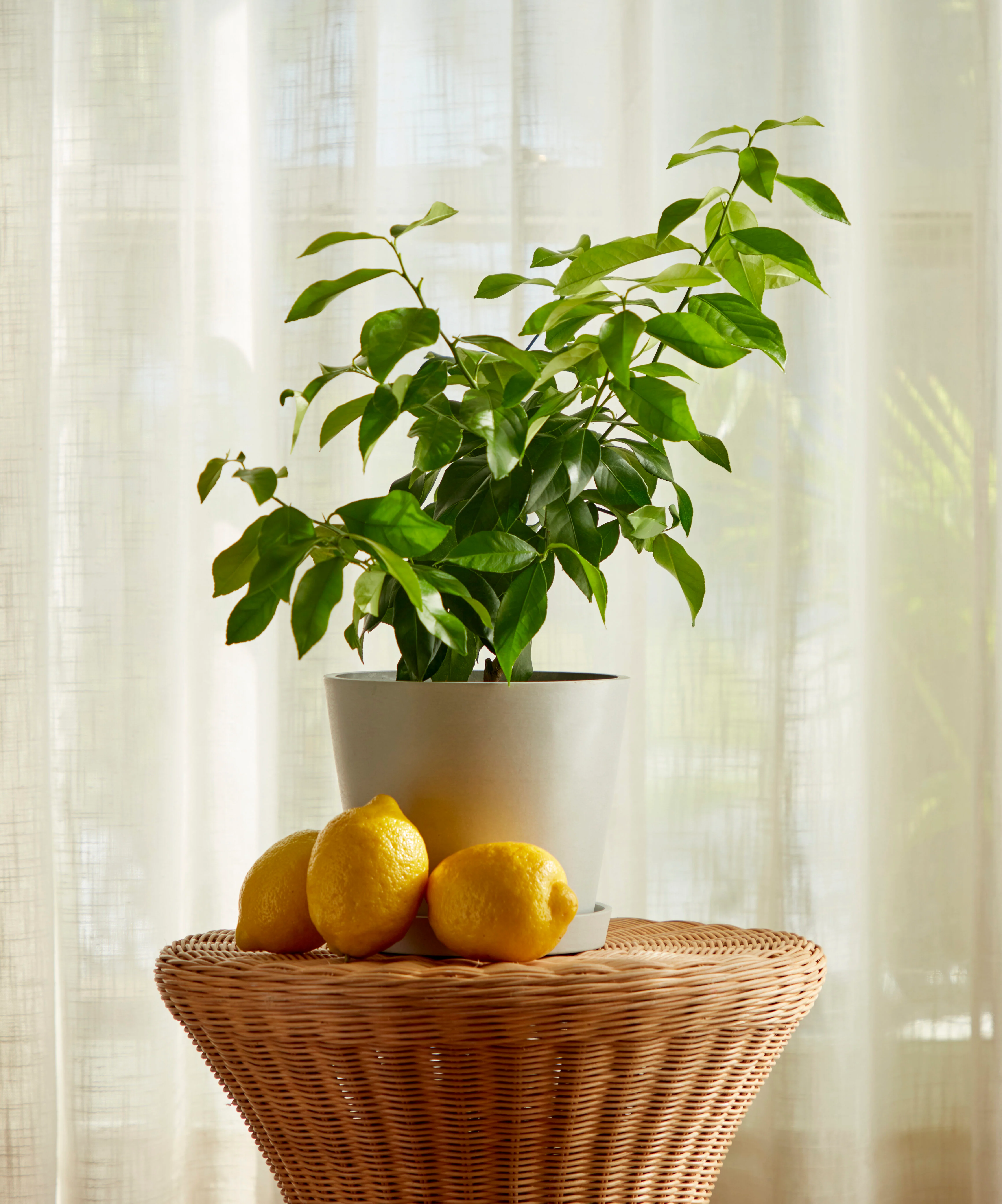 Image of Eureka Lemon Tree