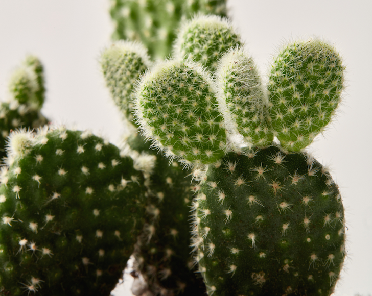 bunny ear detail