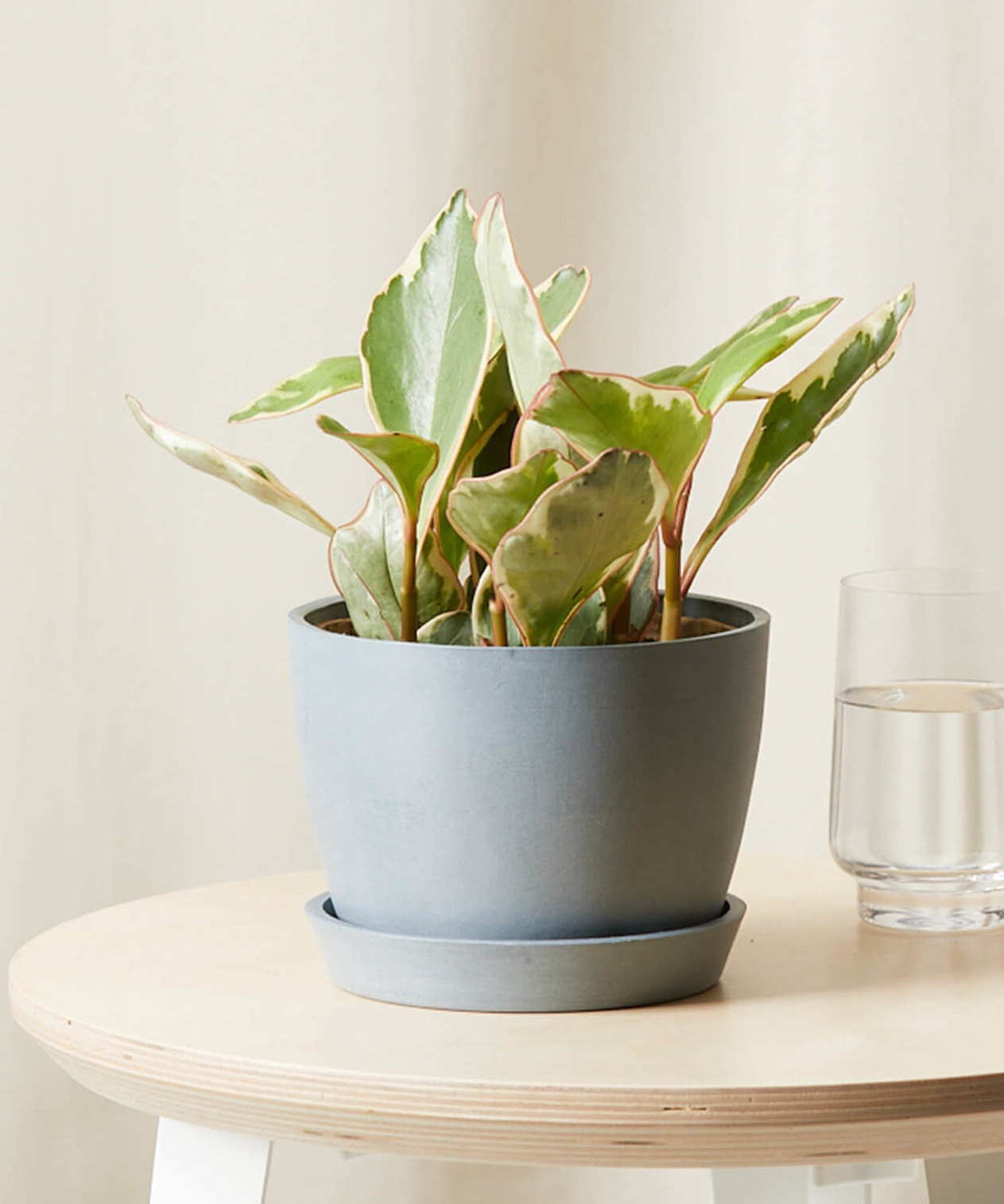 Image of Peperomia Ginny