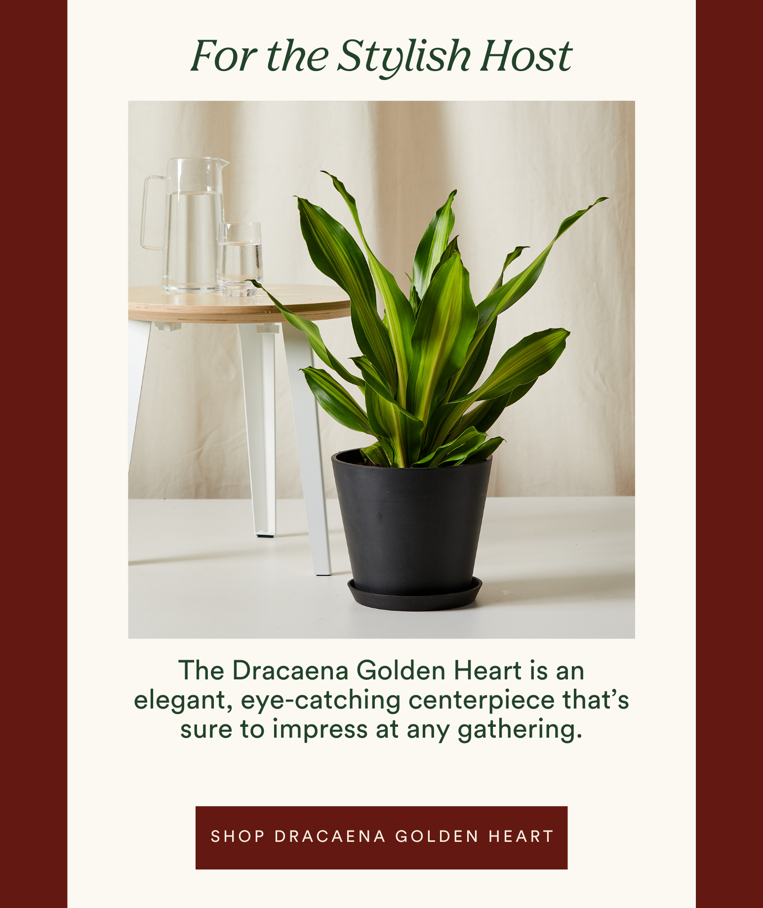 for the stylish host: shop dracaena golden heart