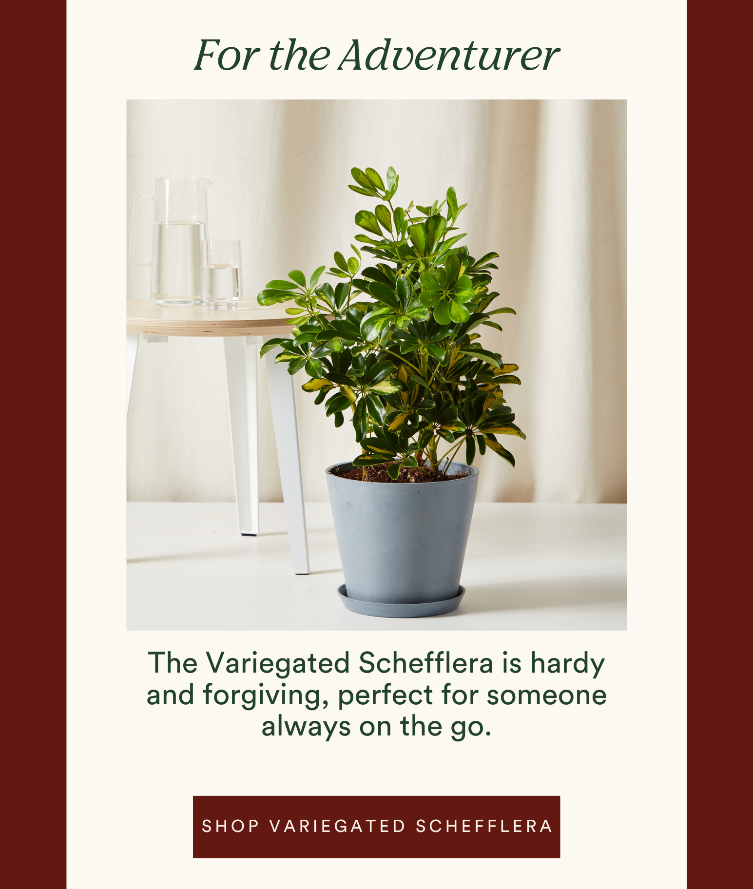 for the adventurer: shop variegated schefflera