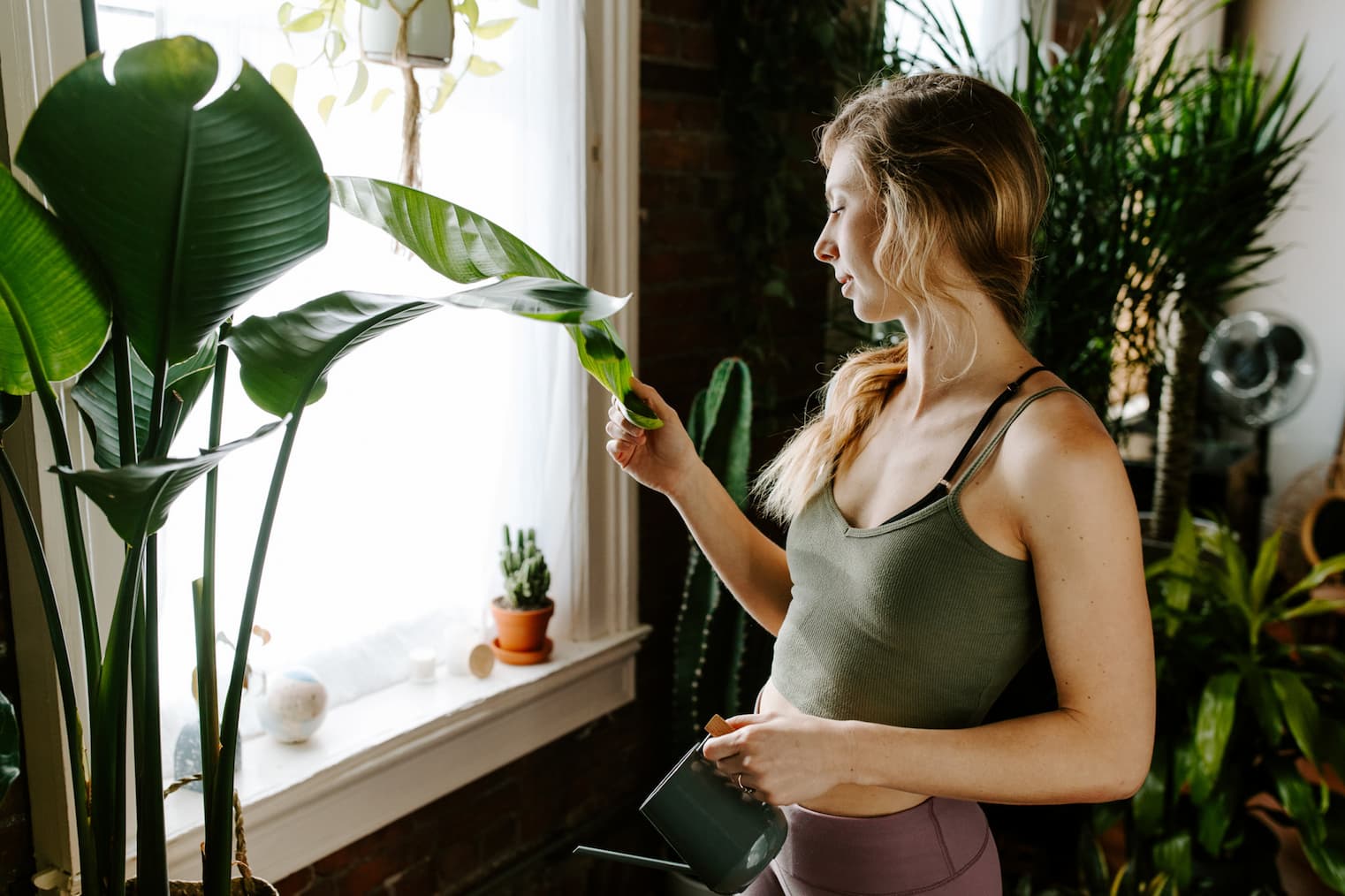 houseplants for mental health
