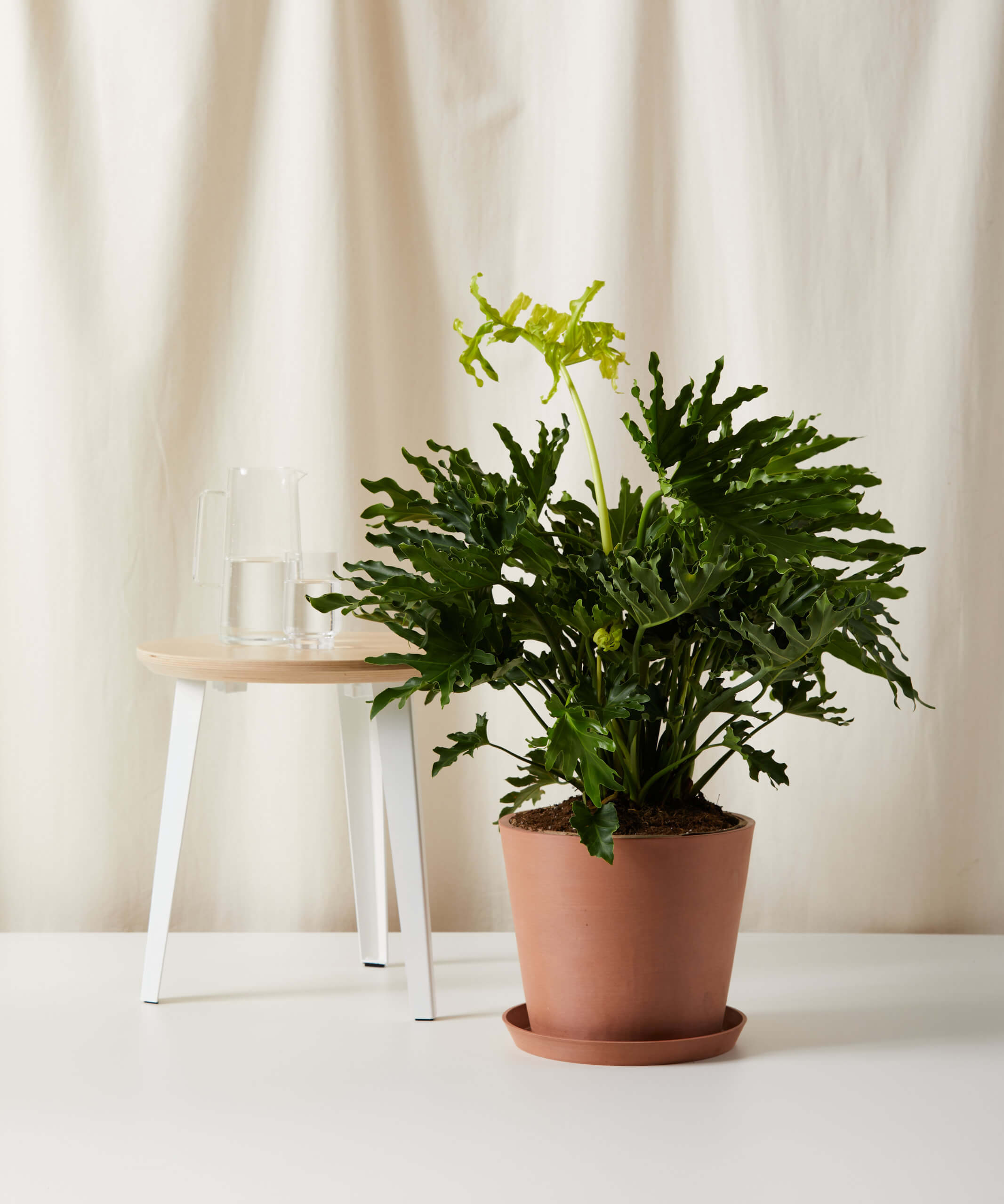 Image of Philodendron Hope Selloum