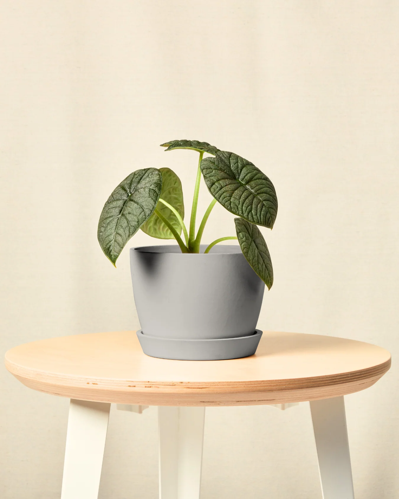 Image of Alocasia Melo