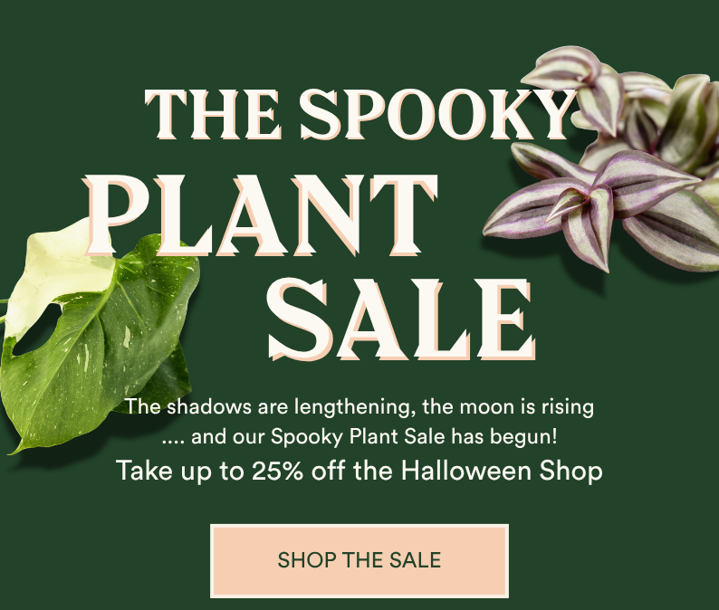 save up to 25% on spooky plants