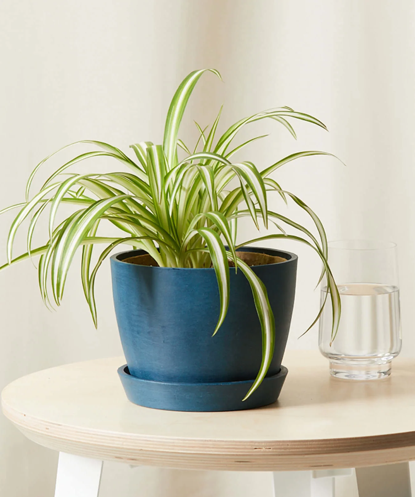 Image of Spider Plant