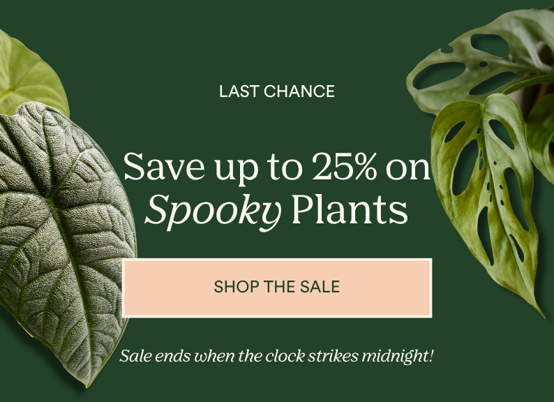 save up to 25% on spooky plants