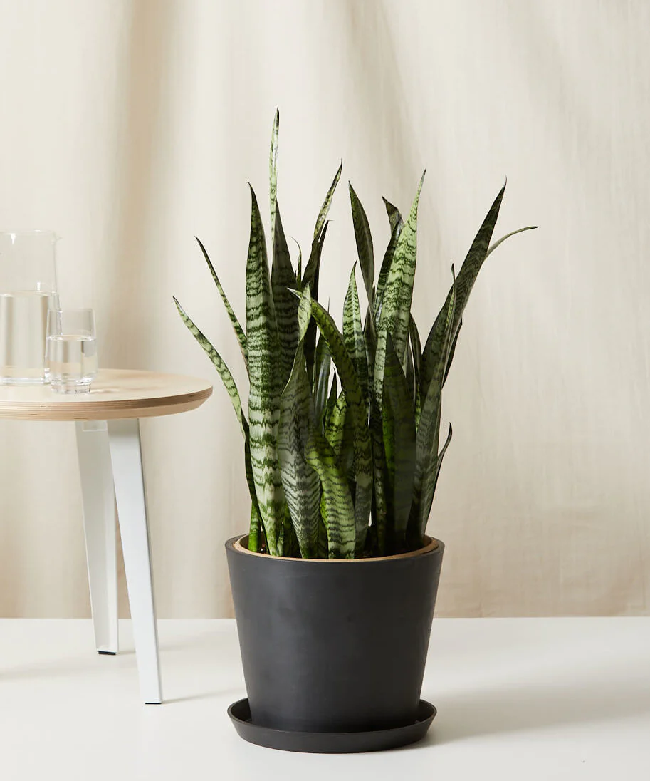 Image of Sansevieria
