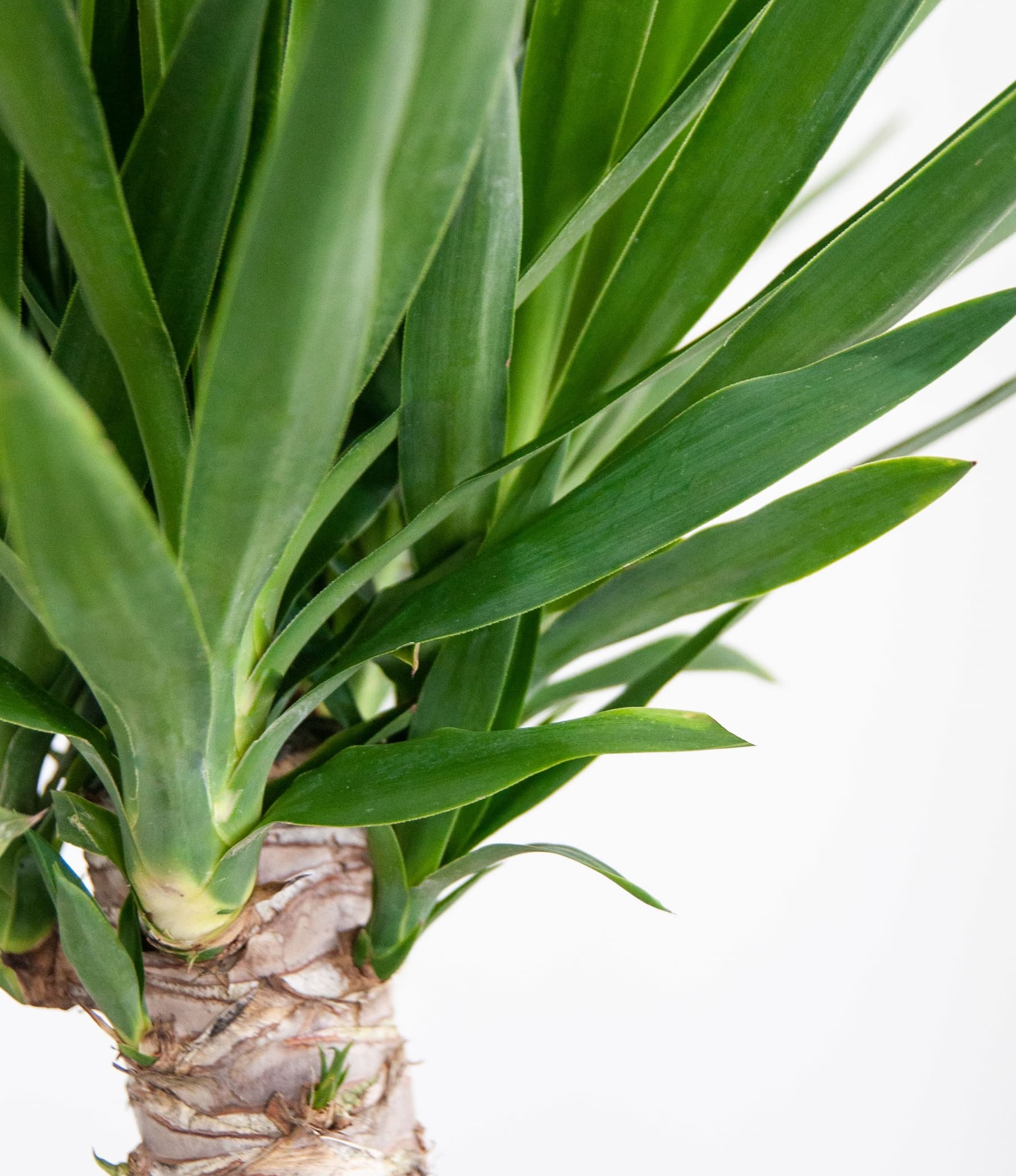 Shop the Yucca Cane