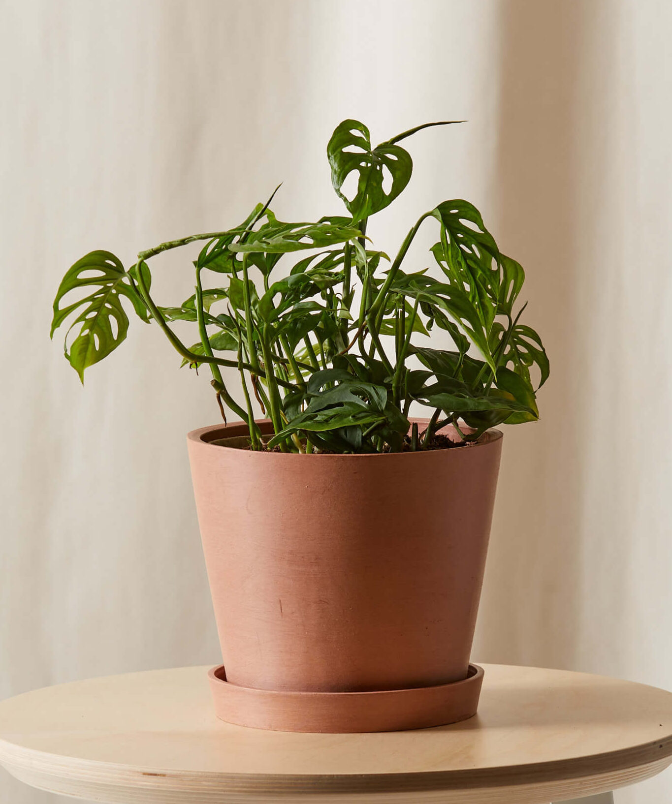 Image of Monstera Adansonii