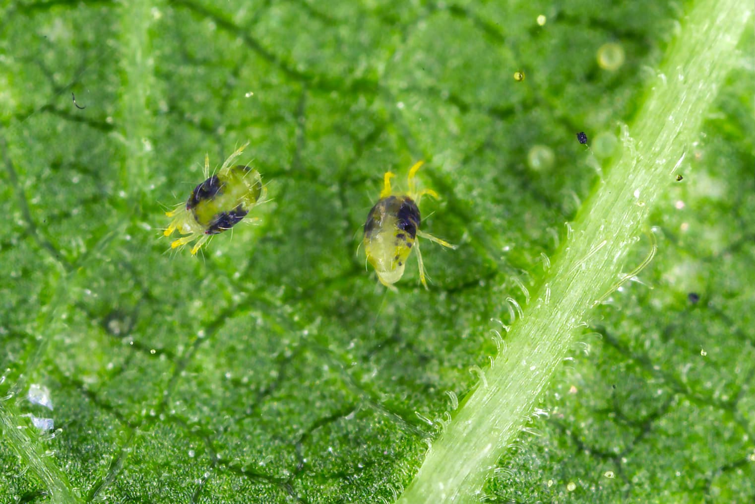 spidermites