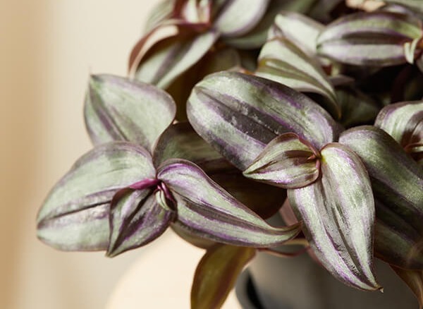 zebrina detail