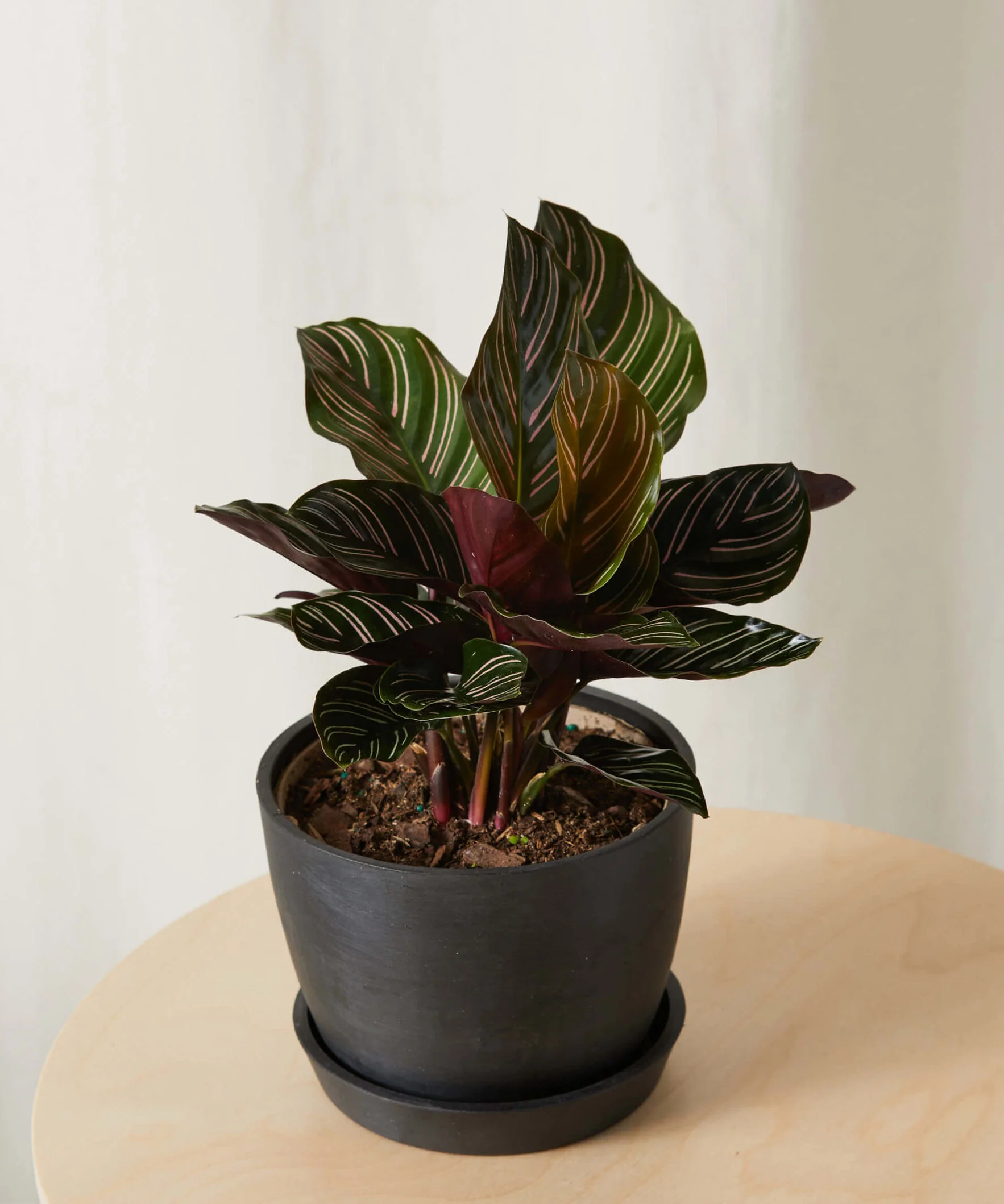 Image of Calathea Pinstripe