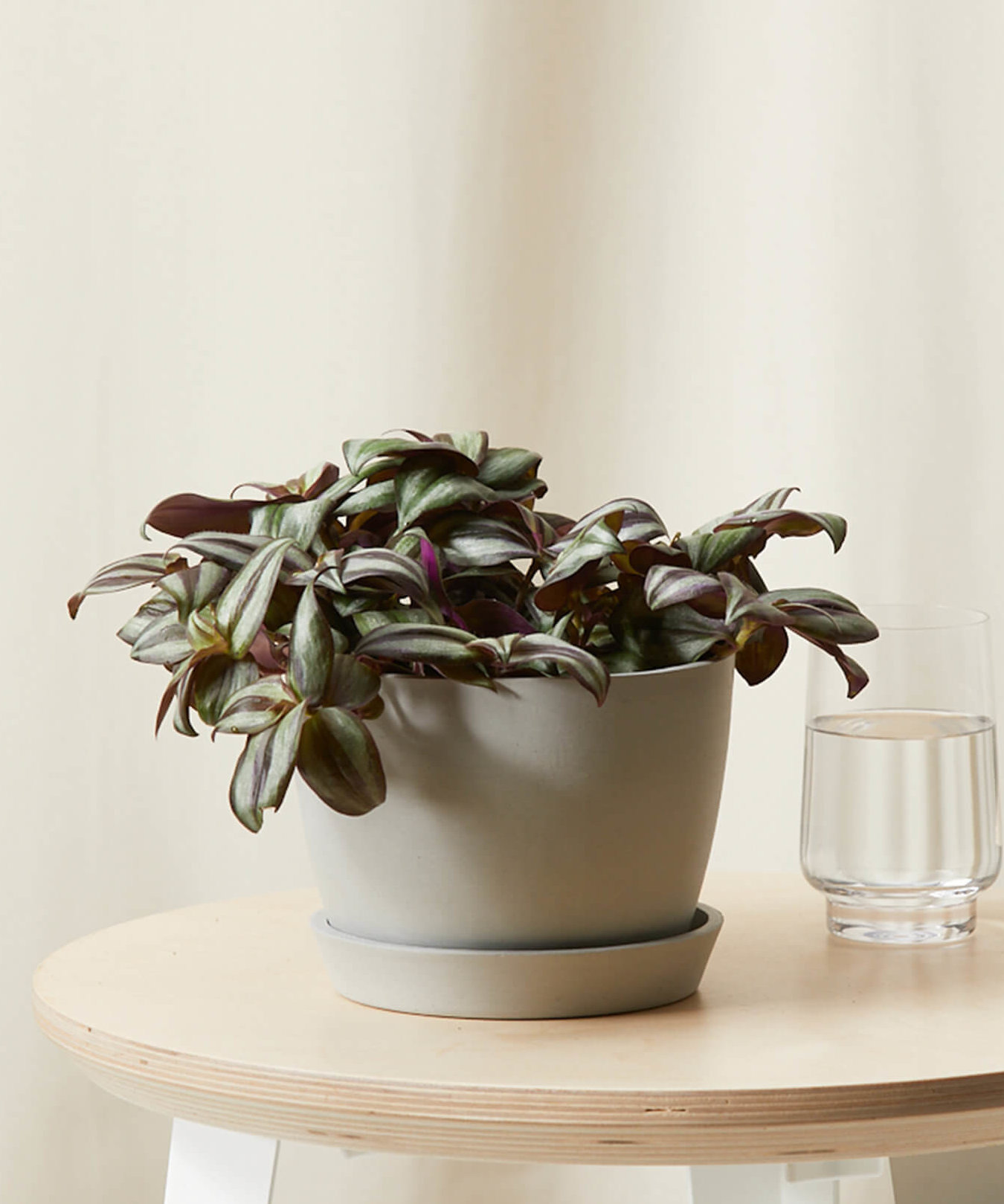 Image of Tradescantia Zebrina