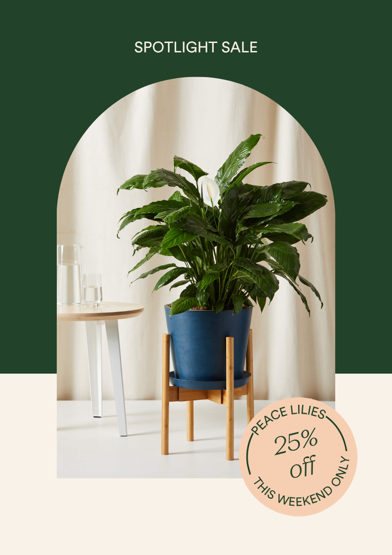 Save 25% on the peace lily