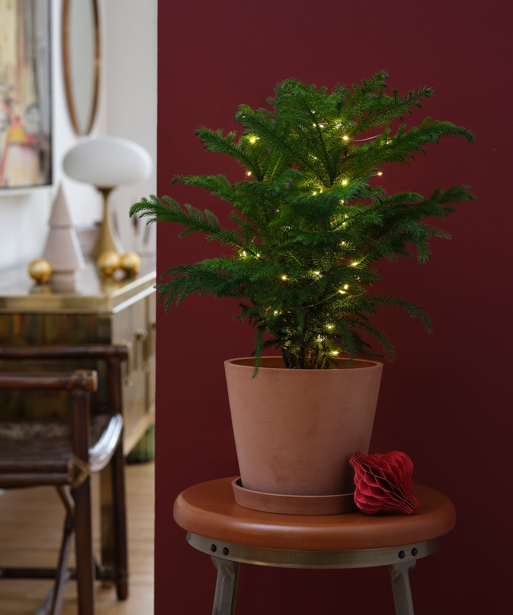 tabletop norfolk pine