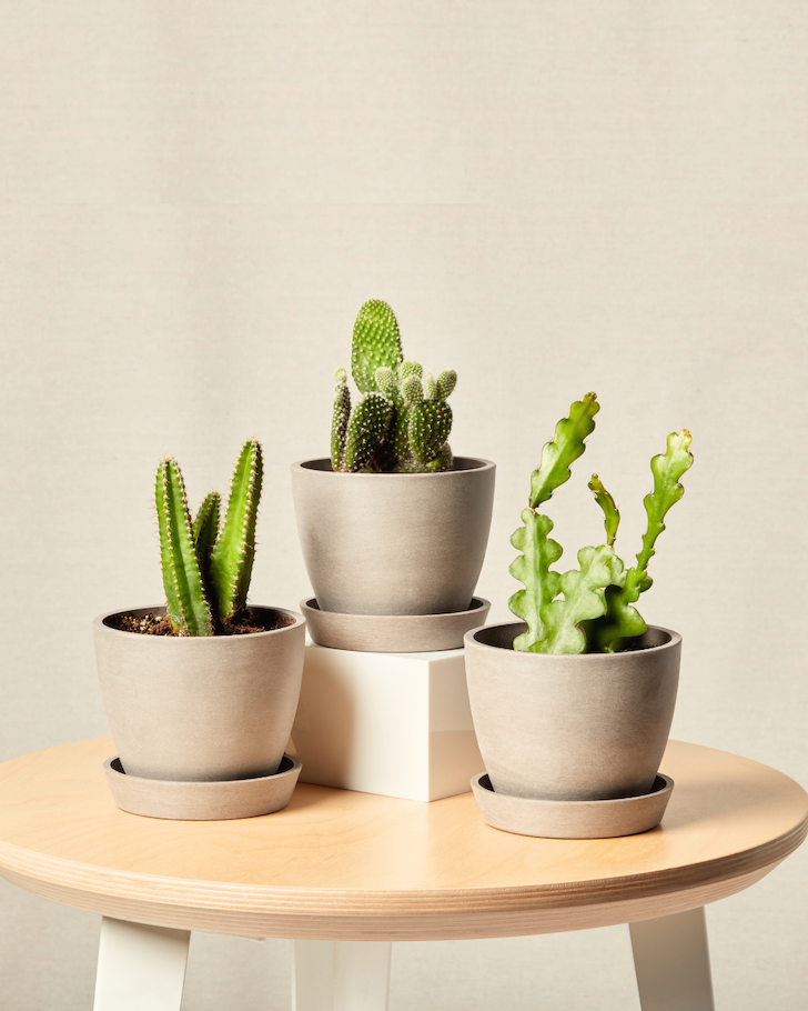 enchanted desert trio