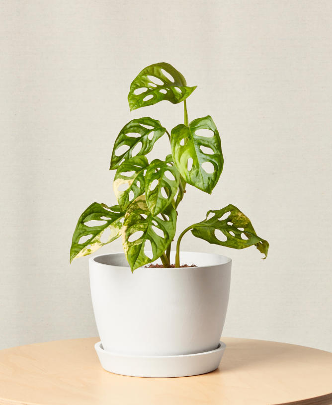 variegated monstera adansonii