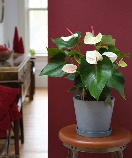 white anthurium