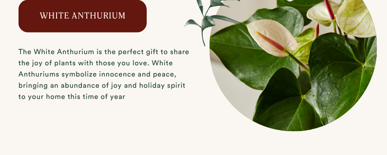 white anthurium