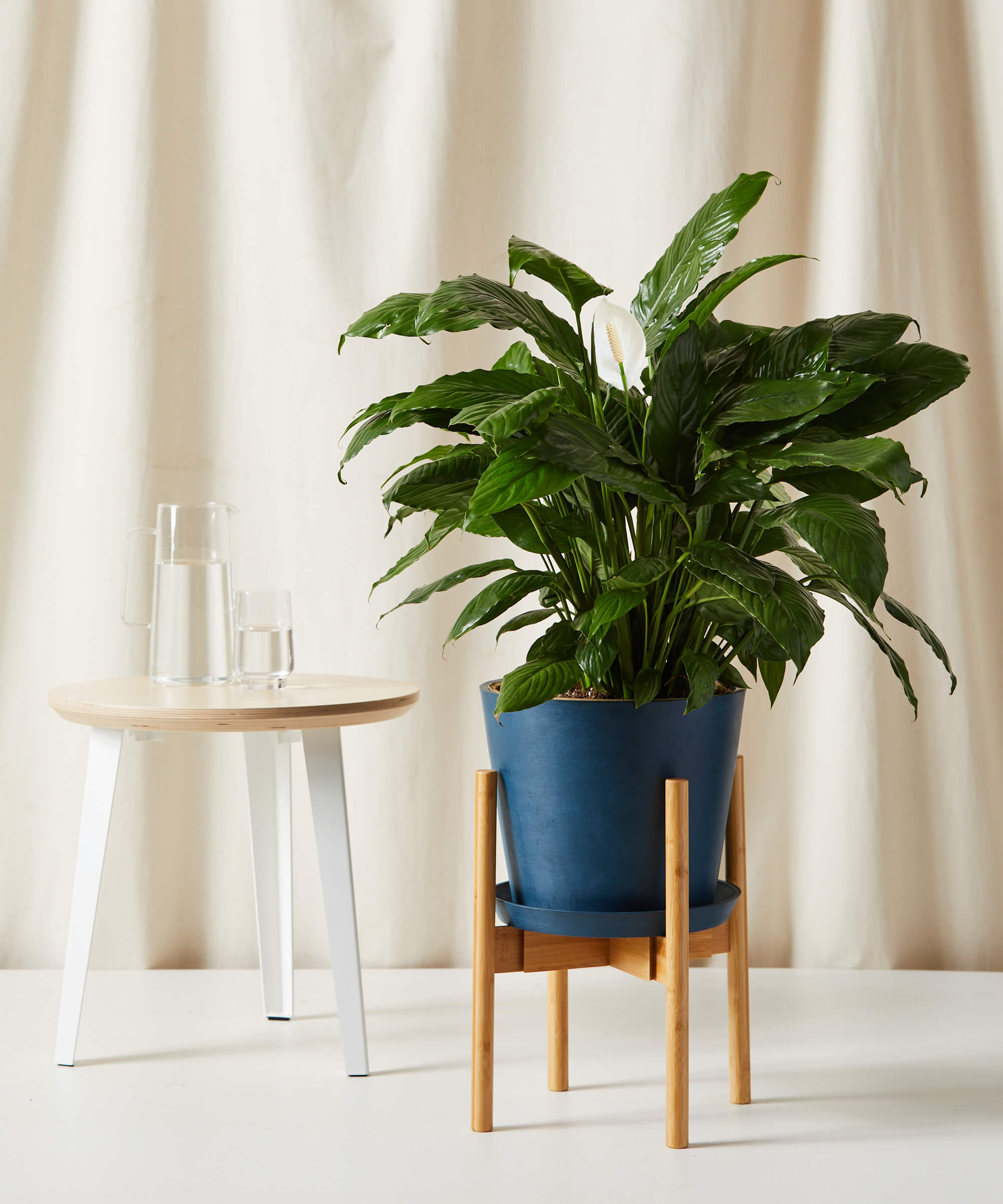 Image of Peace Lily
