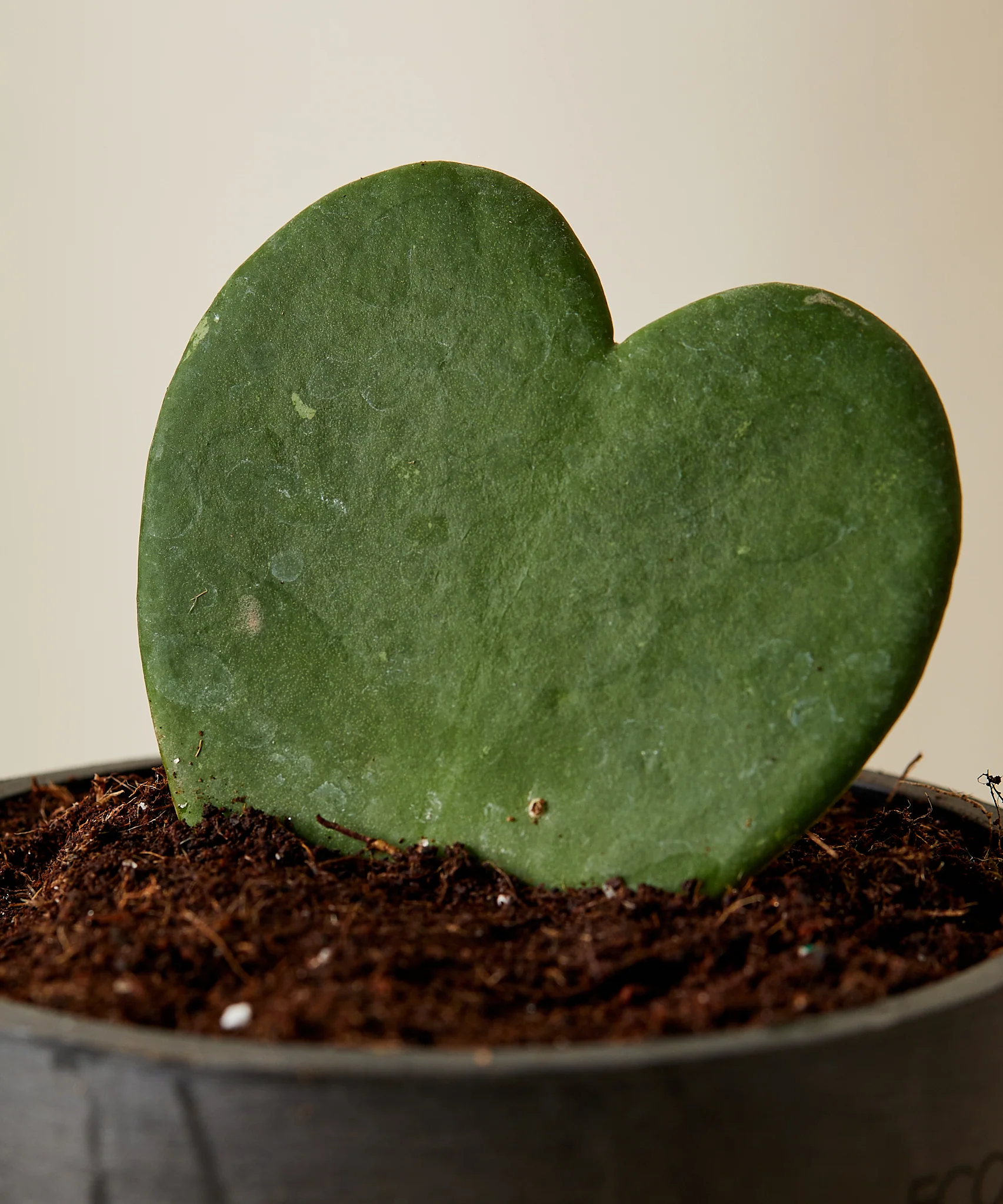 Image of Hoya Heart