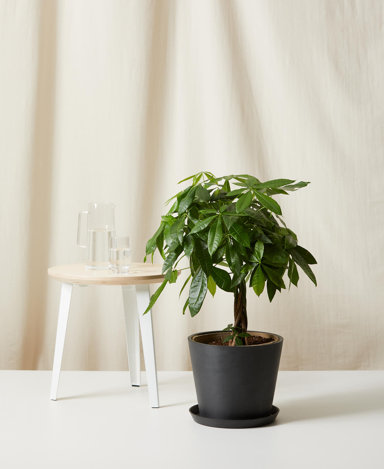 Image of Money Tree