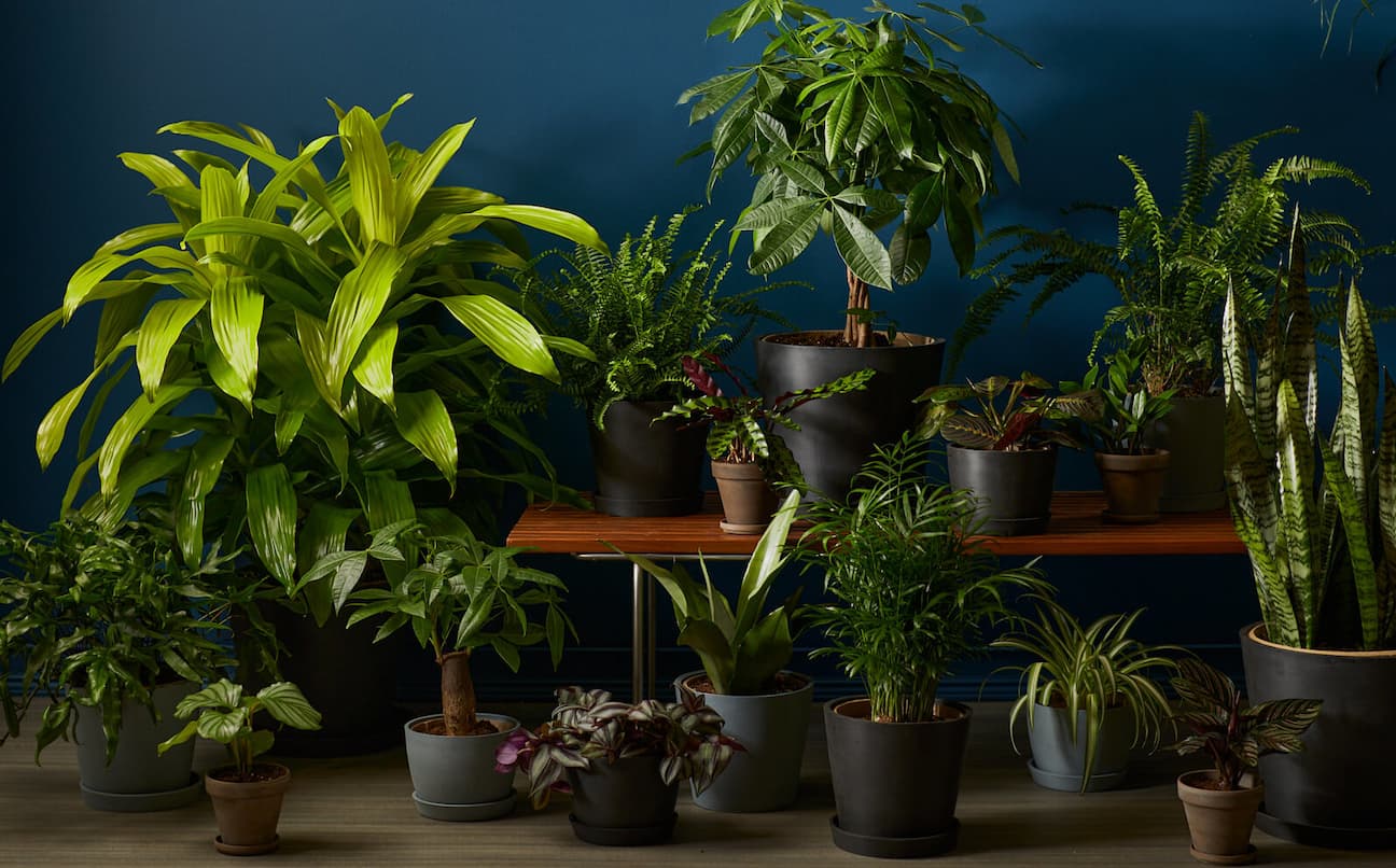 plant grouping