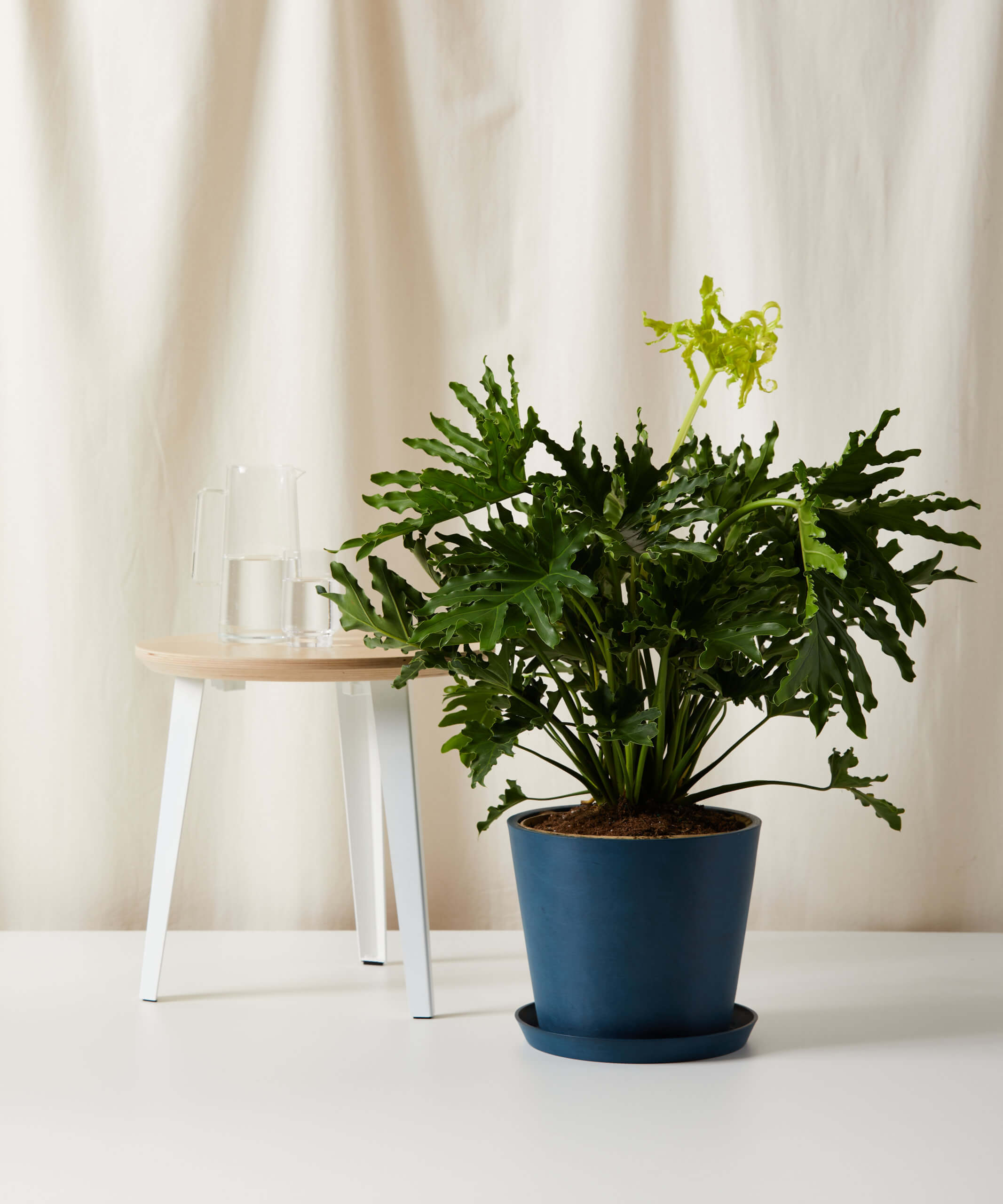 Image of Philodendron Hope