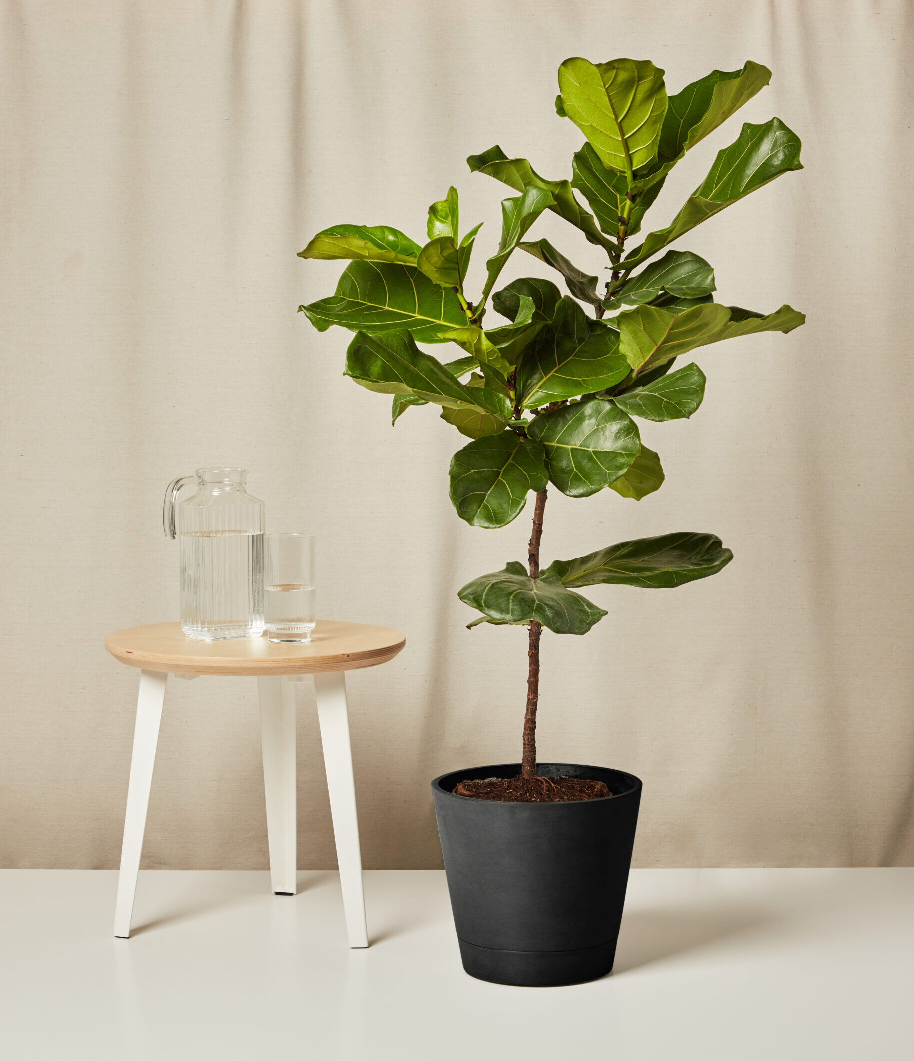 Image of Fiddle Leaf Fig