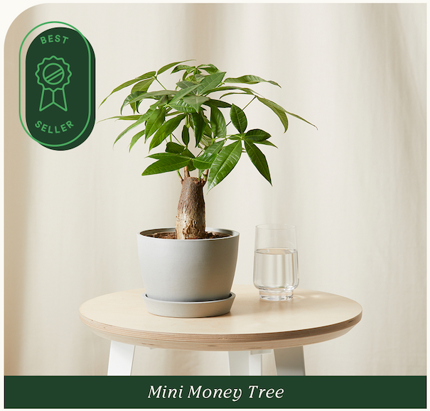 mini money tree
