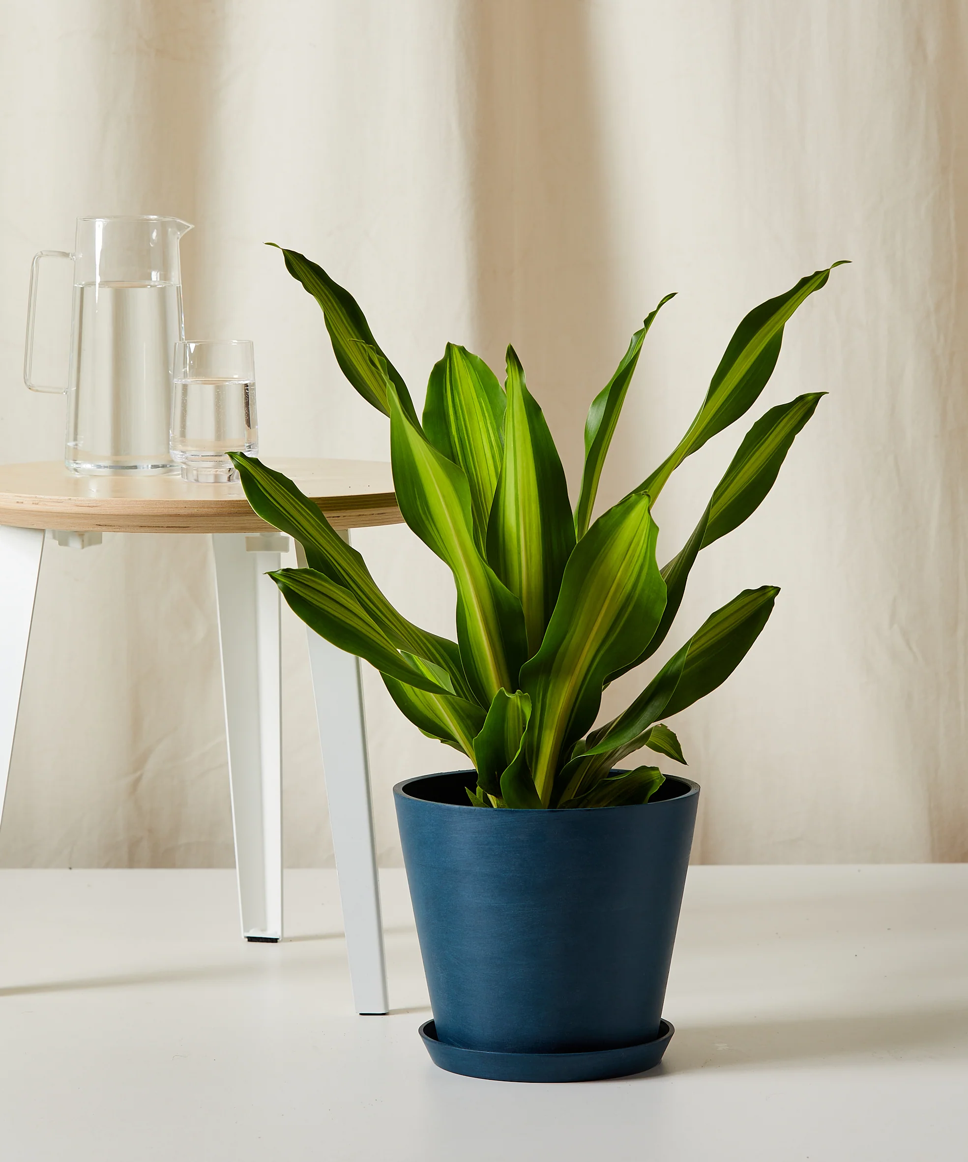 Image of Dracaena Golden Heart