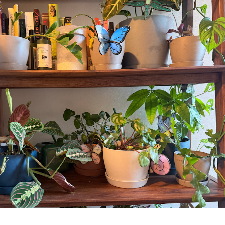 plants on shelf with avalglass decor