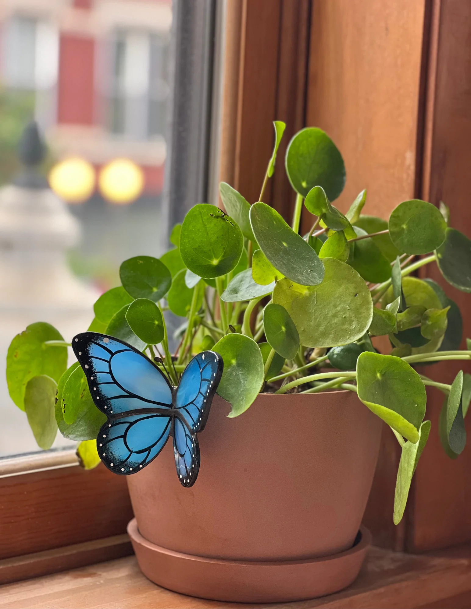 Image of Blue Butterfly Pot Hugger