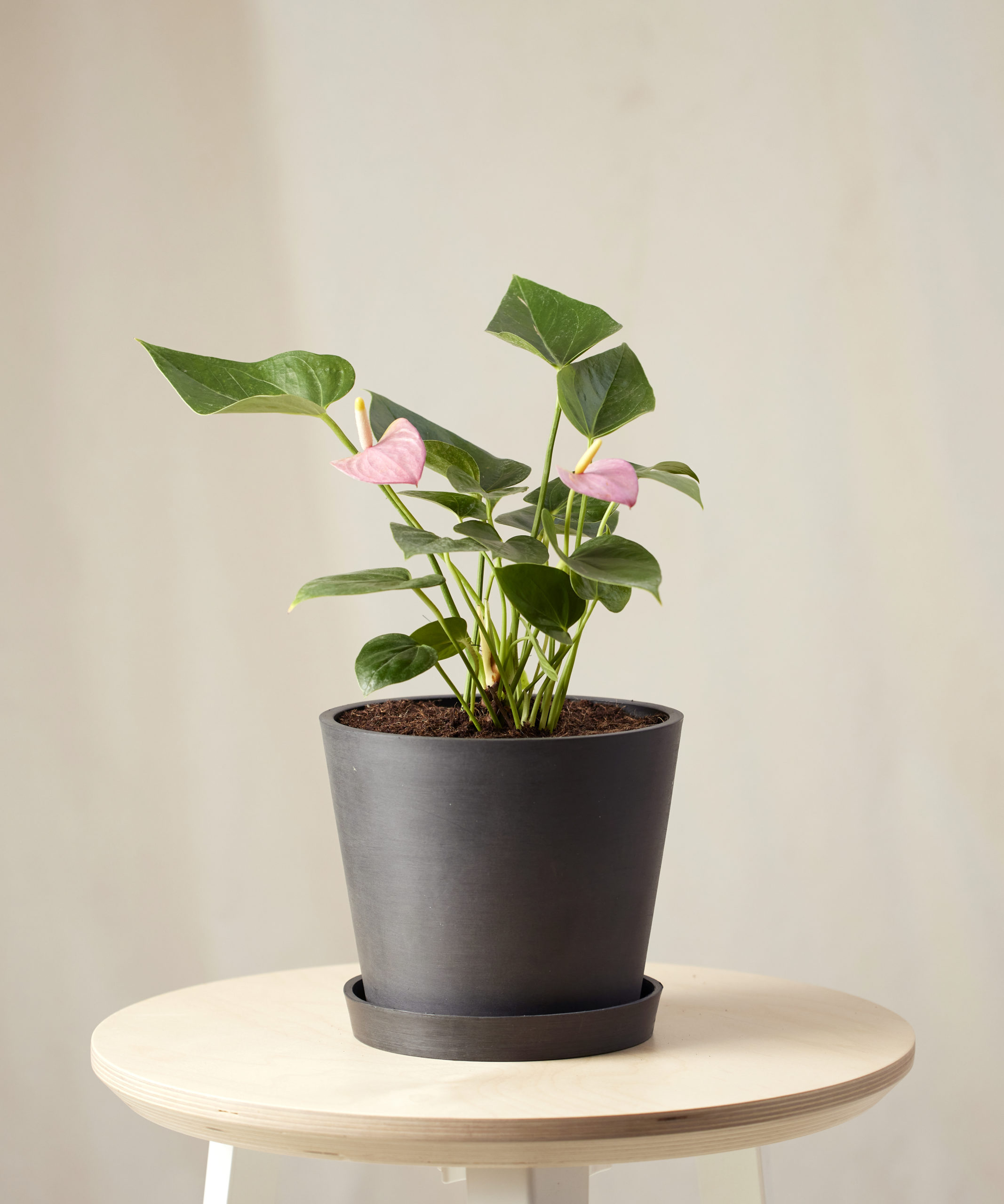 Image of Pink Anthurium