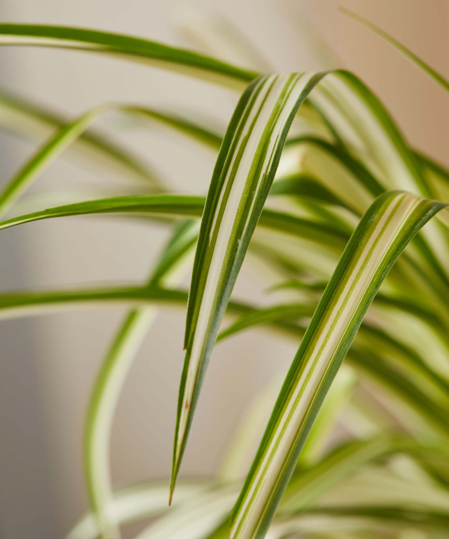 spider plant leaf detail