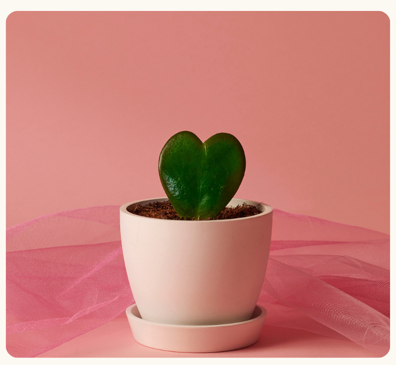 HOYA HEART