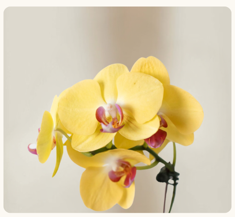 YELLOW ORCHID