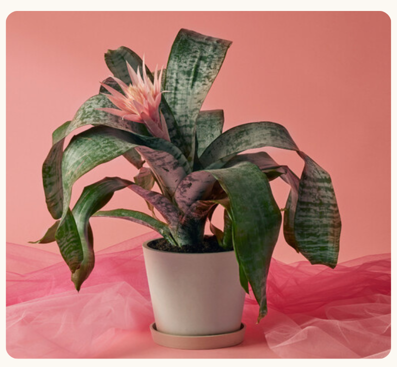 BROMELIAD SILVER VASE