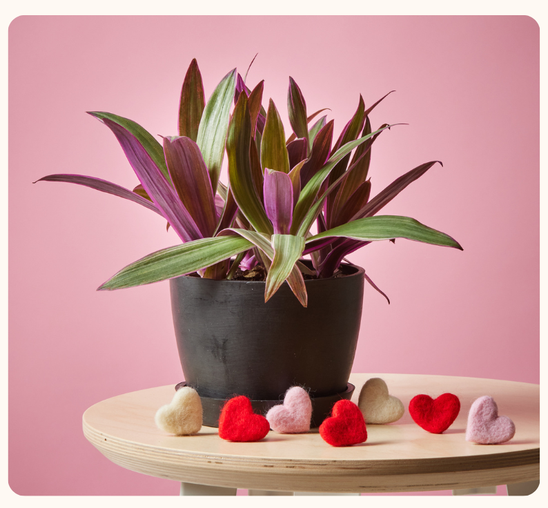 OYSTER PLANT