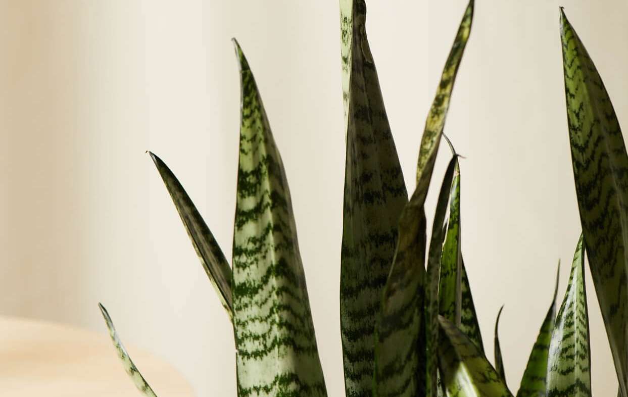 snake plant detail shot