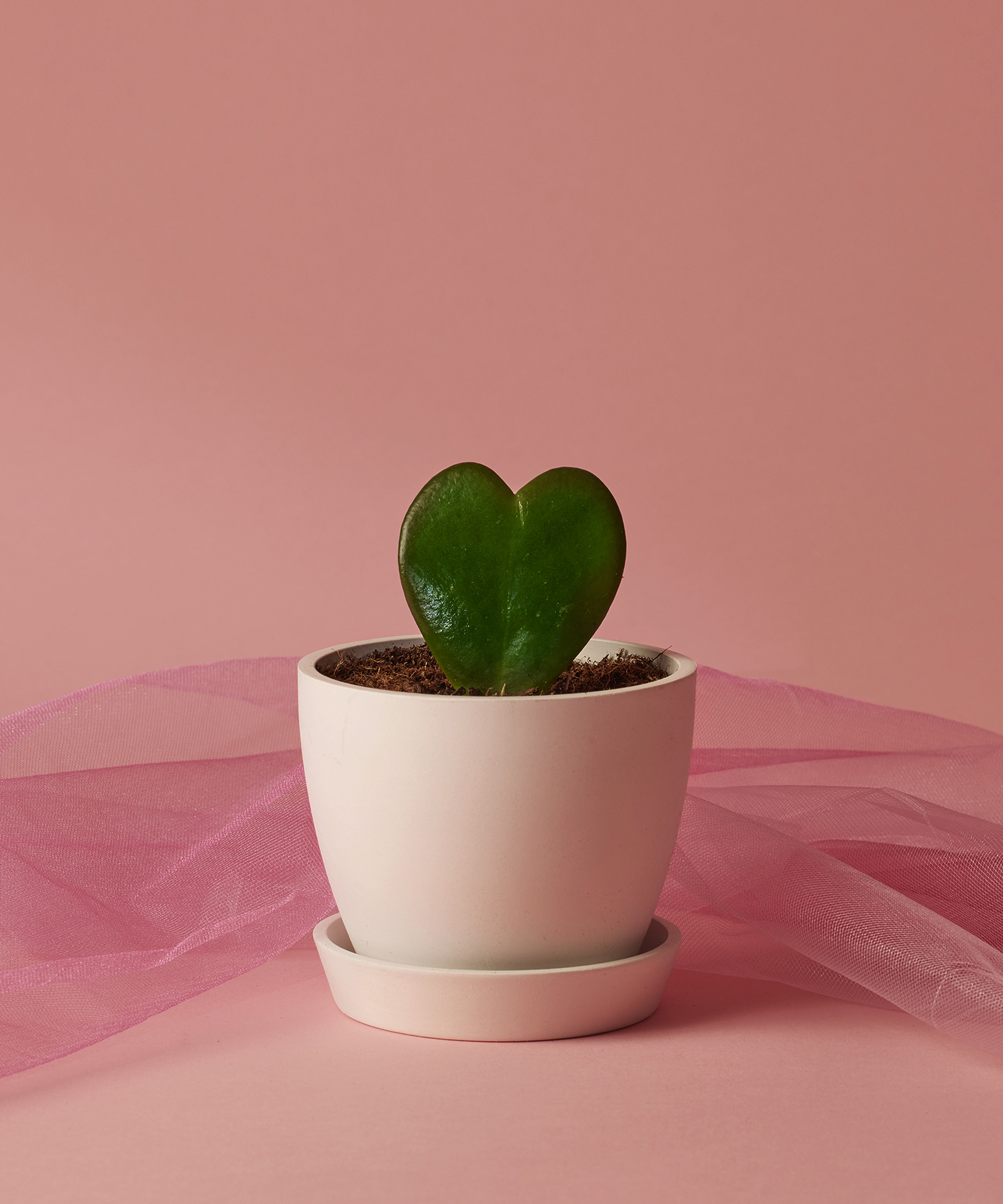 Image of Hoya Heart