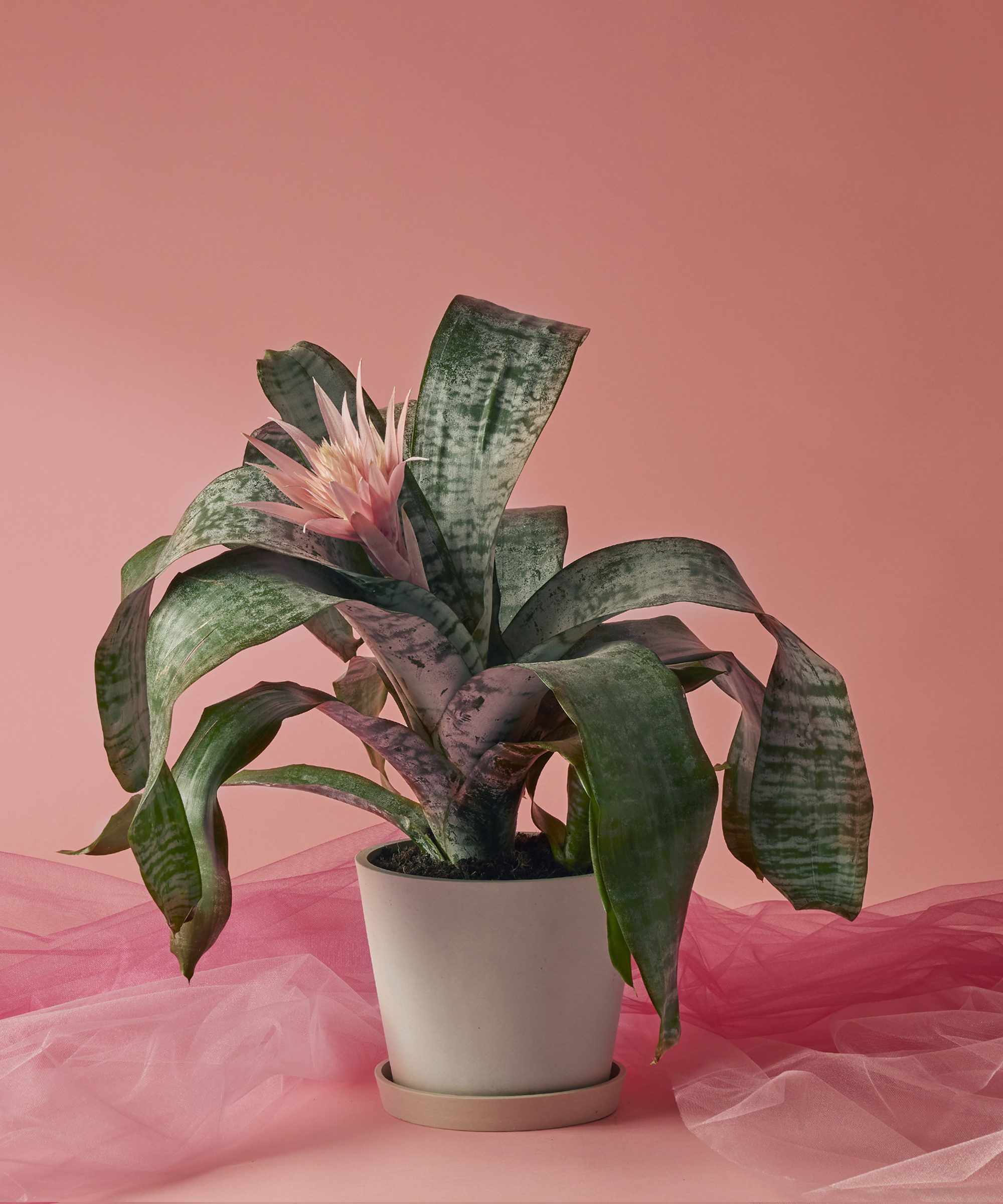 Image of Bromeliad Silver Vase