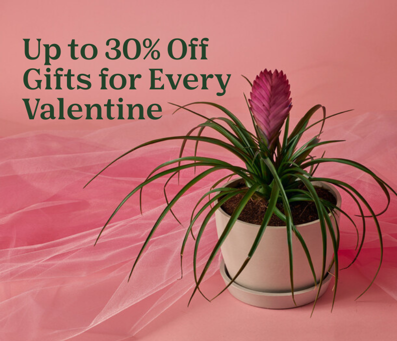 up to 30% off valentine's day gifts
